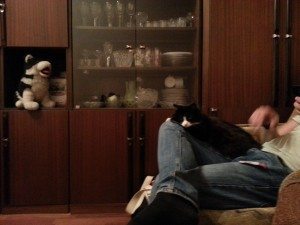 The cat of intense staring!