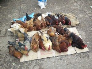 Live chickens