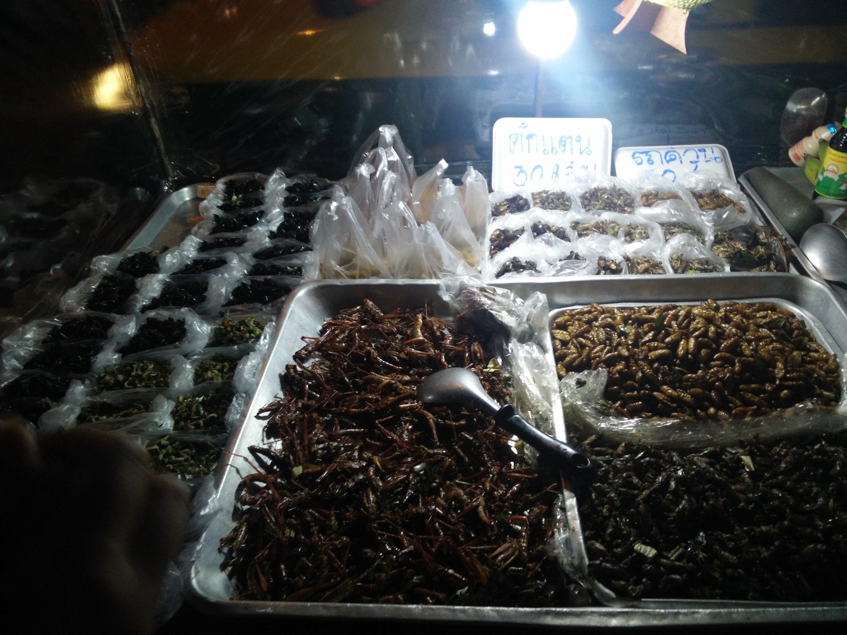bugs in bangkok