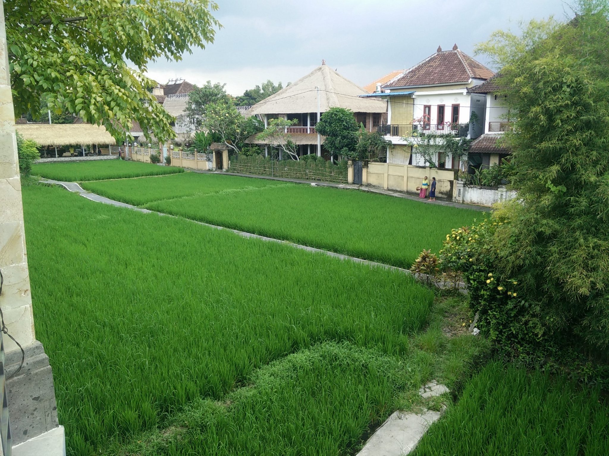 better view of rice paddys