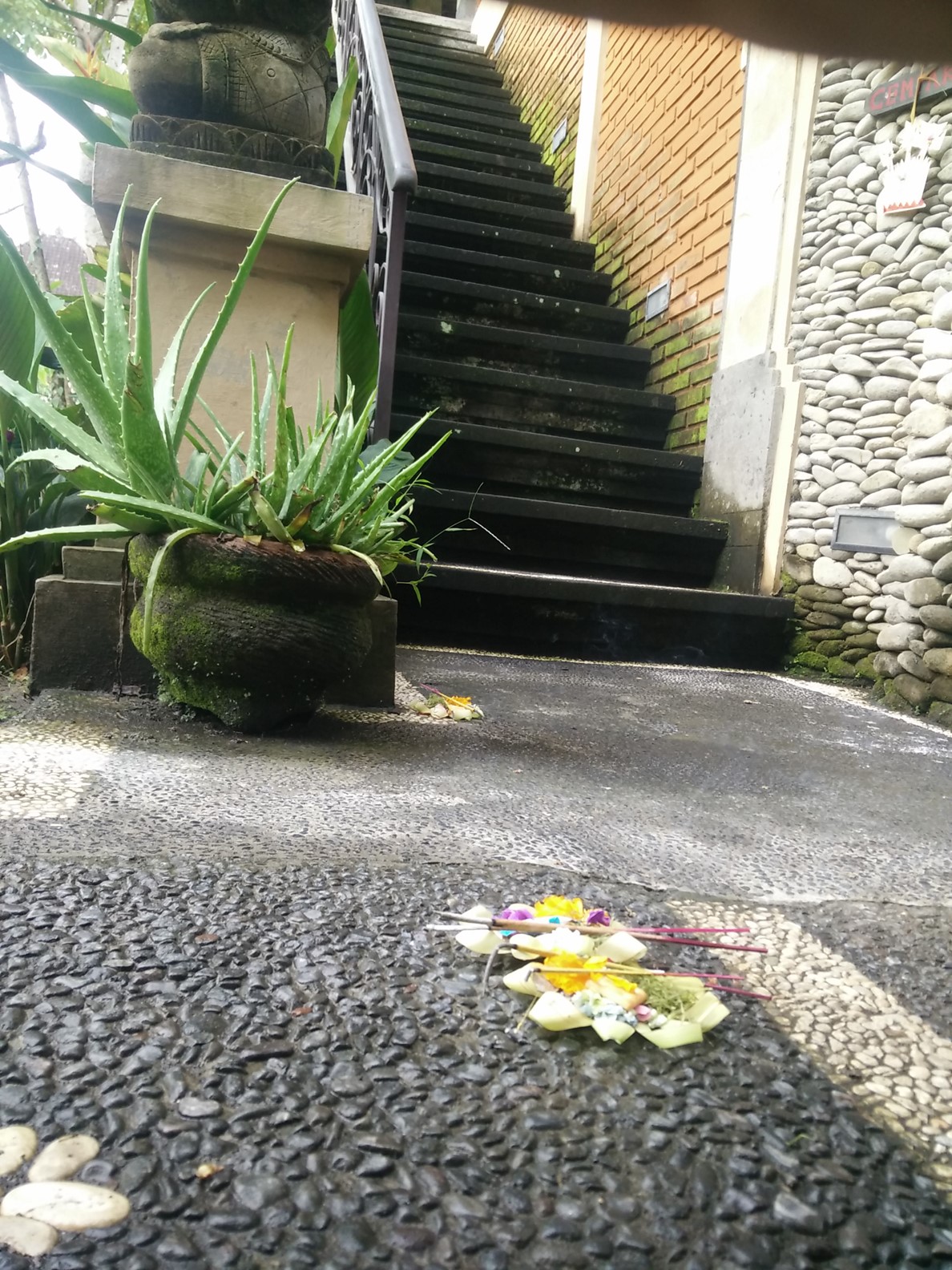 Jetun flowers in front of villa