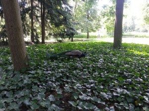 Peacock in a large park in warsaw
